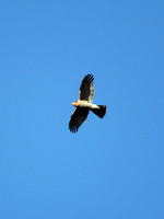 Accipiter nisus - Sparrowhawk