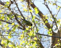 Carduelis spinus - Siskin