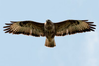 Buteo buteo - Buzzard