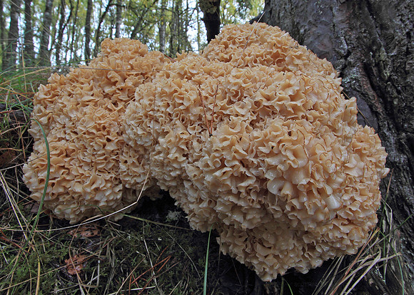Cauliflower Fungus
