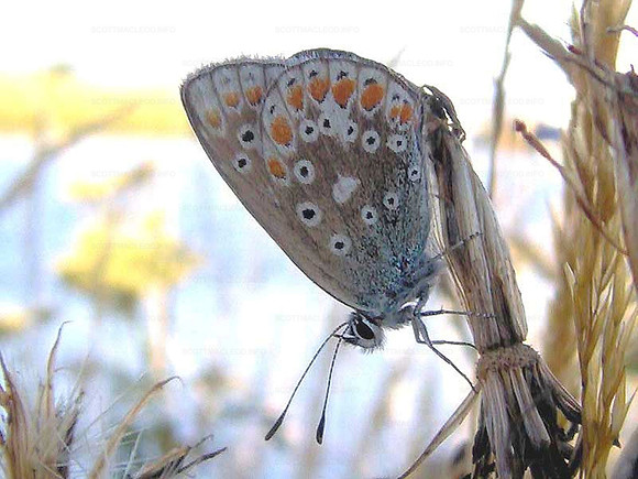 Common Blue