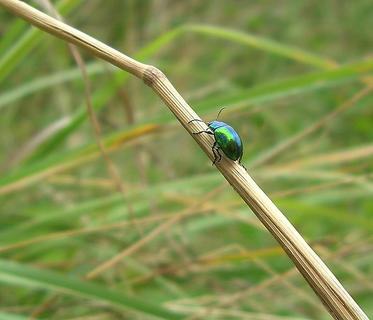 Green Dock Beetle