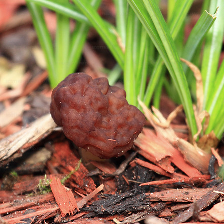 False Morel