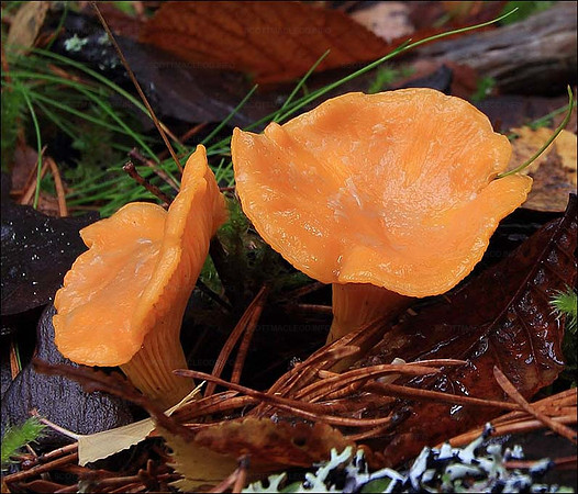 Chanterelle